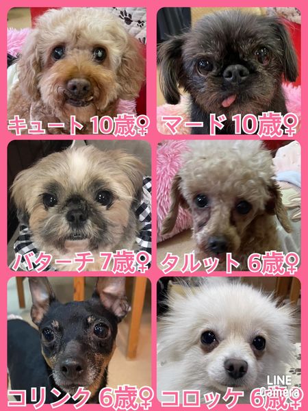 🐾今日の里親様募集中ワンコ🐶メンバーです🐾2022,6,4【保護犬カフェ天神橋店】